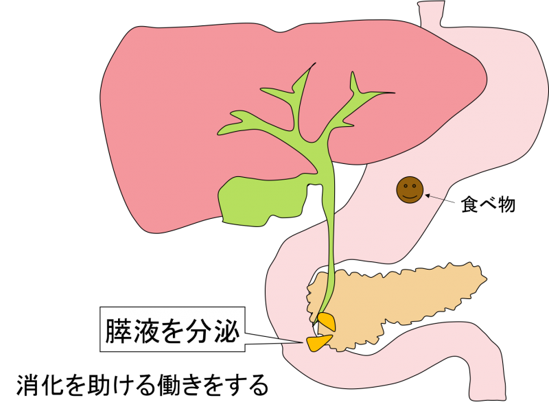 pancreas　2